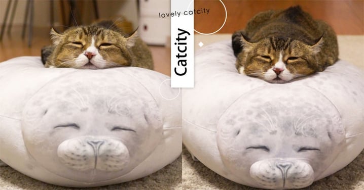 太犯規！日本虎斑喵趴枕睡，「眯眼笑顏」相似度100%！網笑：根本雙胞胎