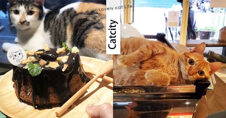 【板橋貓咖啡廳】擼貓還能玩狼人殺！「純素食咖啡廳」甜點超吸睛，胖喵店員療癒度爆表～