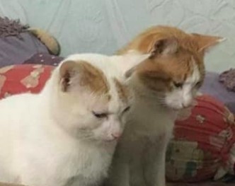 FB Đảo Mèo