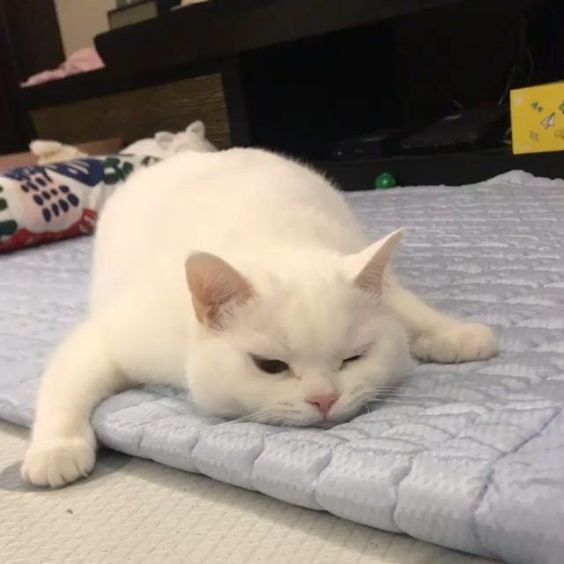 貓咪抱歉的表現