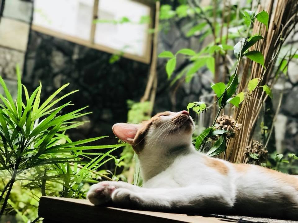 FB 城市草倉