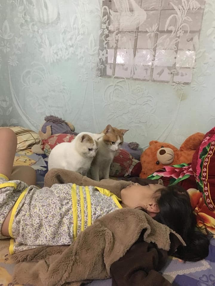 FB Đảo Mèo