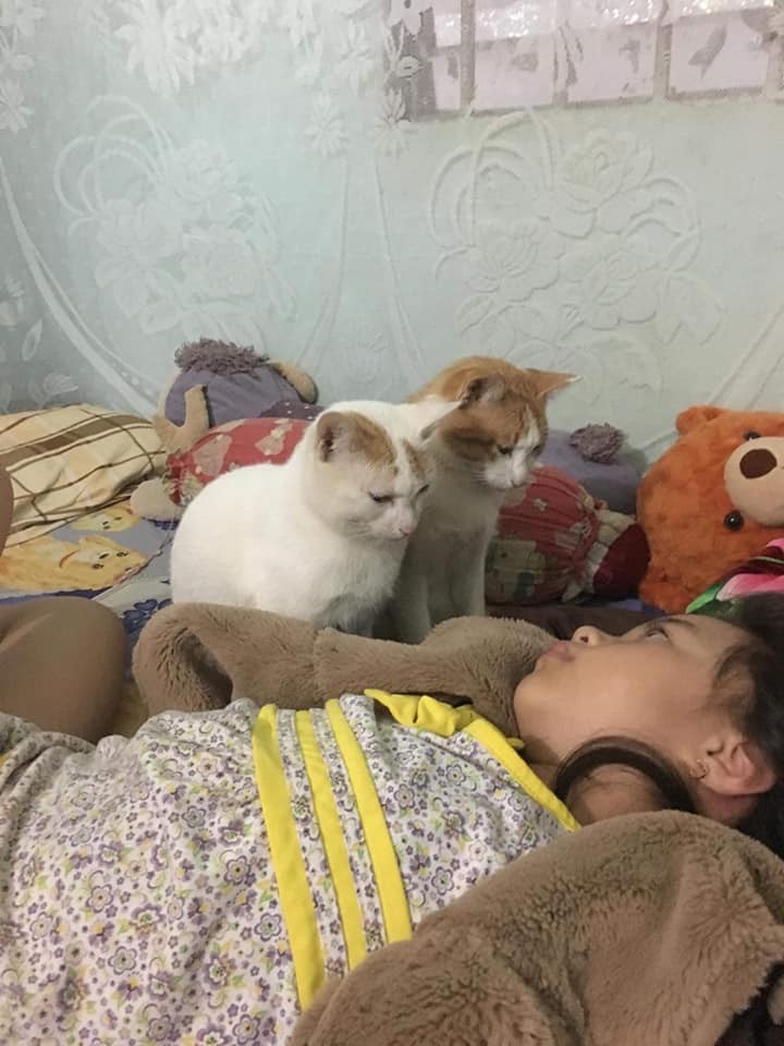 FB Đảo Mèo