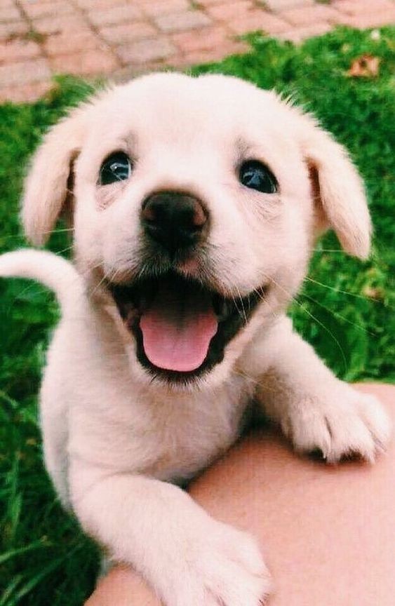狗狗