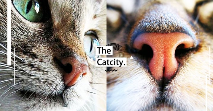 【貓知識】人有指紋，貓有鼻紋！關於貓鼻的 4 大秘密，竟然具有身份辨識作用呢～