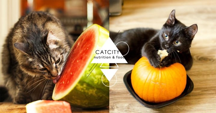 【貓知識】富含營養！貓咪可吃的 10 種人類食物，「木瓜」竟也有入榜？！