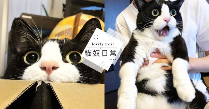 是照到放大燈嗎！日本賓士貓「超巨大」嚇壞網友，抱起來快跟人一樣高   網：阿嬤養的？！