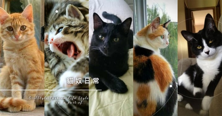 【貓知識】米克斯貓個性分析！7 種常見花色大解密，你家又是哪一種呢～