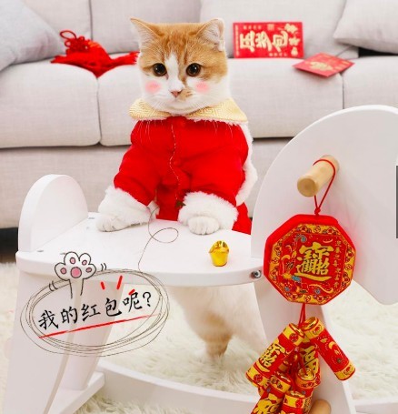 貓新春舞龍舞獅款衣服