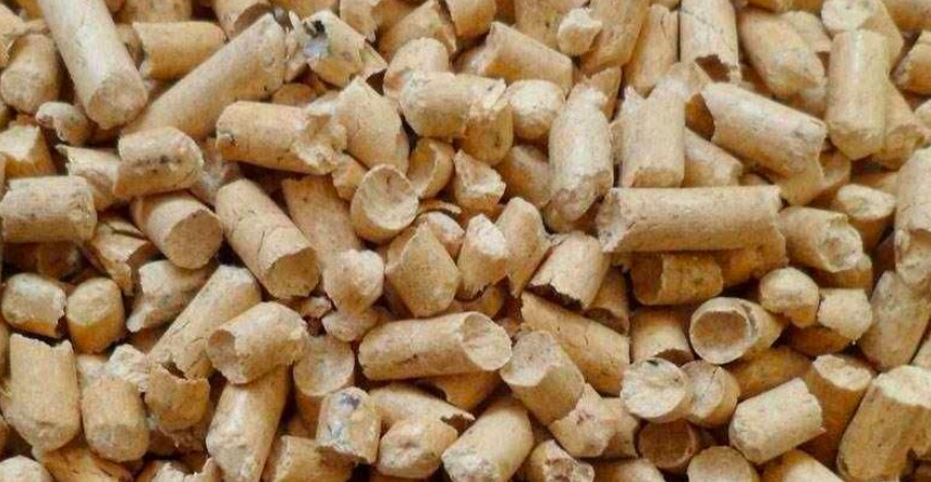 新手養貓 貓砂選擇