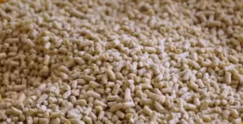 新手養貓 貓砂選擇