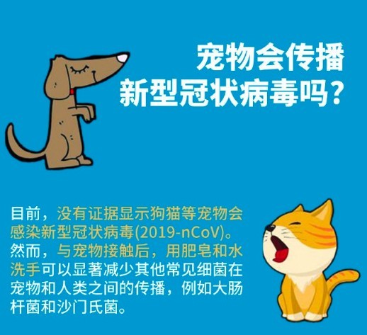 武漢肺炎,寵物傳染