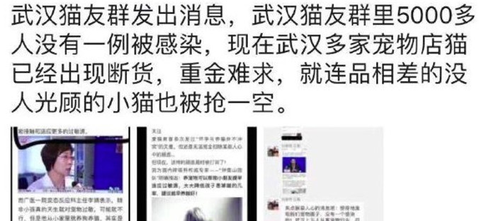 武漢肺炎,搶貓潮