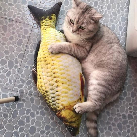 貓咪禁忌食物
