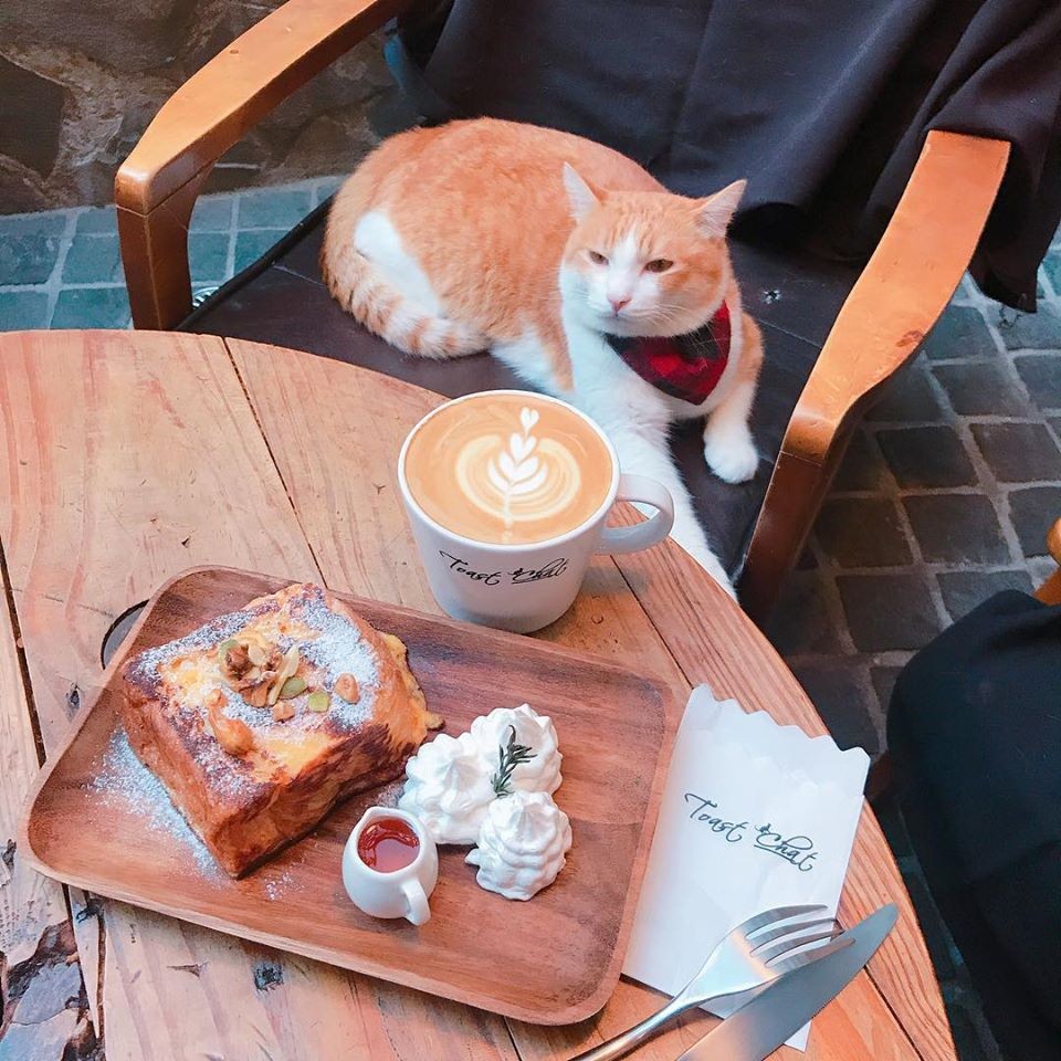 國父紀念館貓咖啡廳