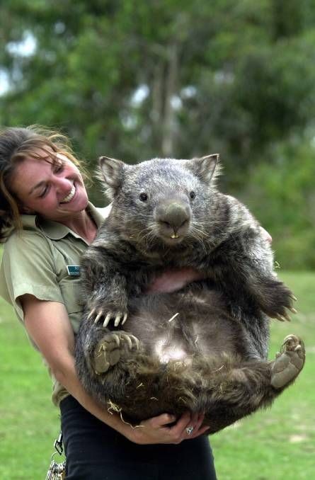 澳洲無名英雄袋熊