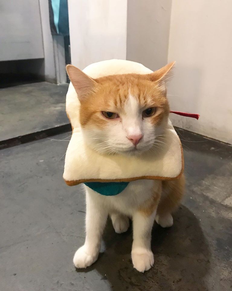 國父紀念館貓咖啡廳