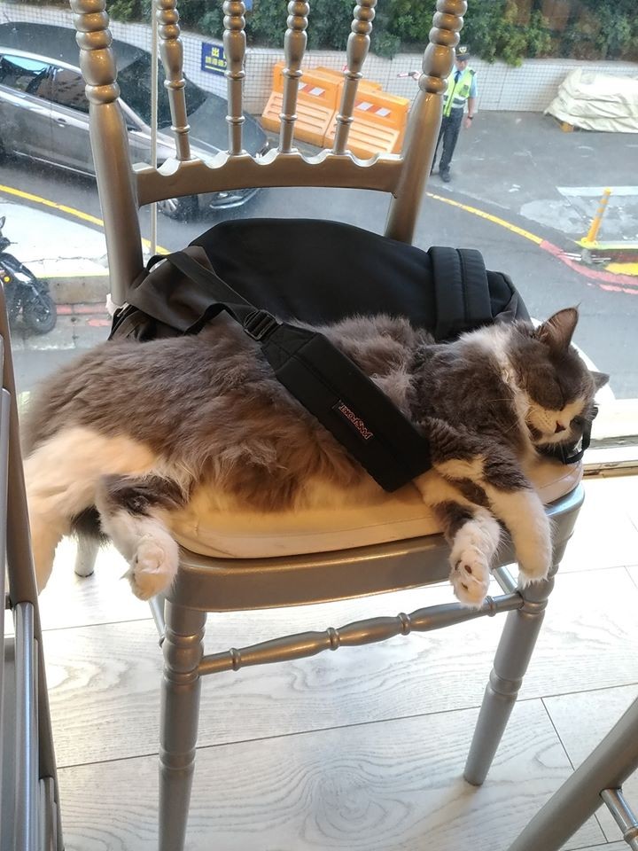 貓咪桌遊咖啡店
