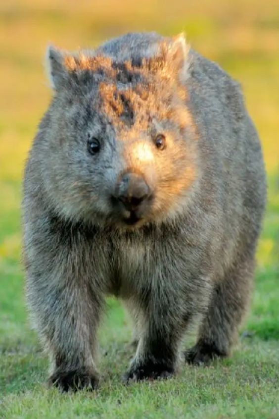 澳洲無名英雄袋熊