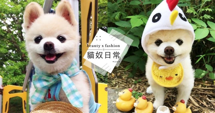這隻狗狗太犯規！日本超可愛萌寵「俊介」，萌萌大眼＋療癒微笑宛如天使降臨！