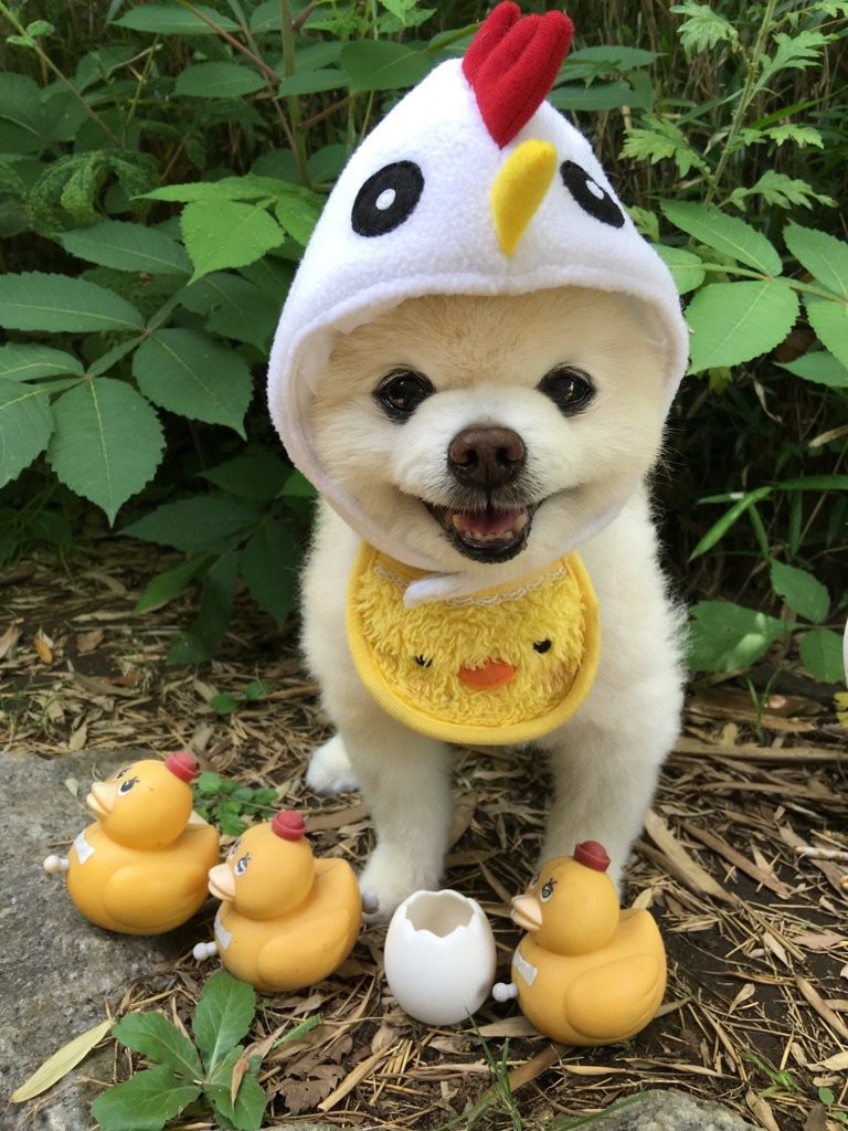 日本網紅狗俊介