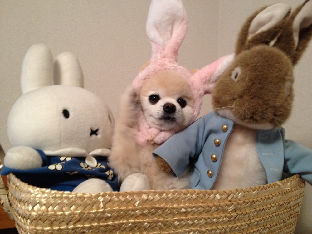 日本網紅狗俊介