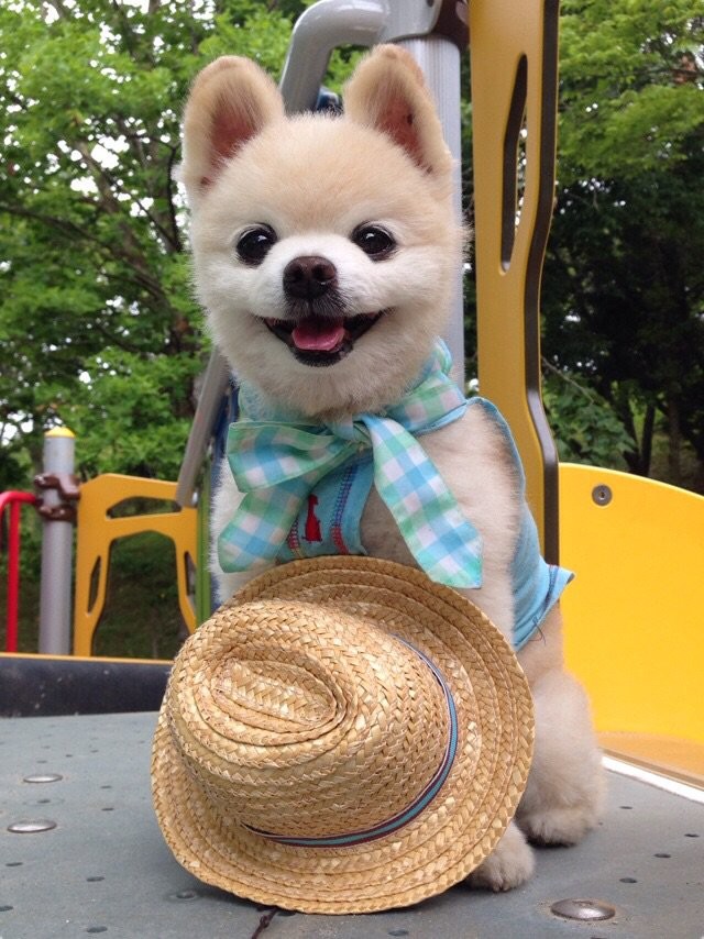 日本網紅狗俊介