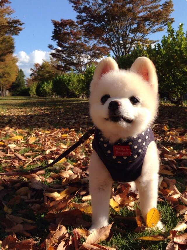 日本網紅狗俊介