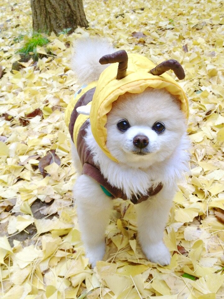 日本網紅狗俊介