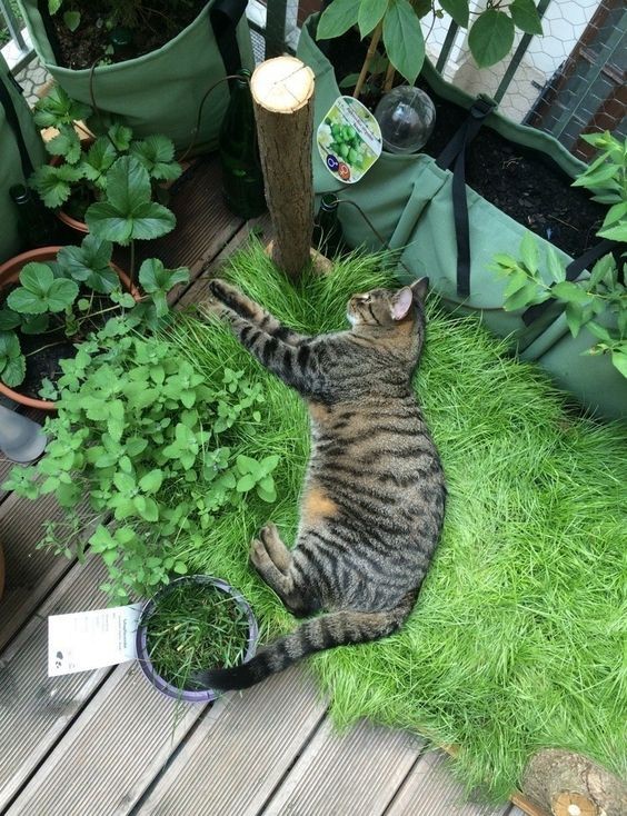 貓草吃太多會便秘