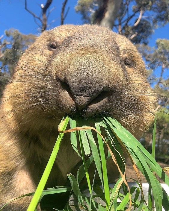 澳洲無名英雄袋熊