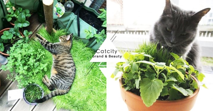 注意！貓草吃多會便秘？不能每天餵？關於貓草的 4 個實用知識！