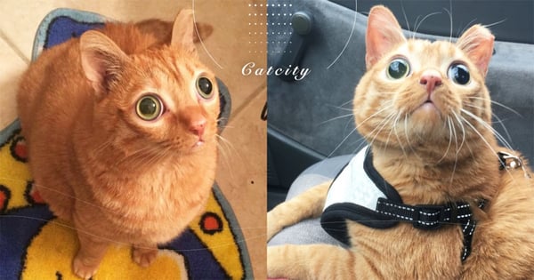 這是假眼貼吧！國外橘貓「天生巨眼」超詭異，雙眼大到像外星人！網：「不動還以為假的」