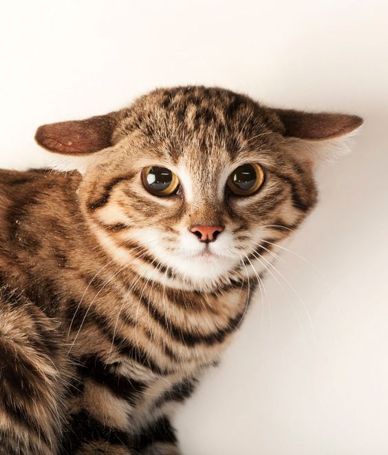 史上最萌非洲貓咪