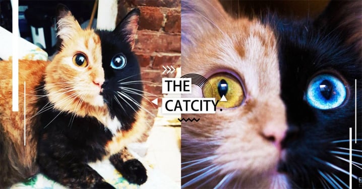 天生陰陽臉！阿根廷網紅「喀邁拉貓」臉半黑半橘，連眼珠都是對稱異色瞳！