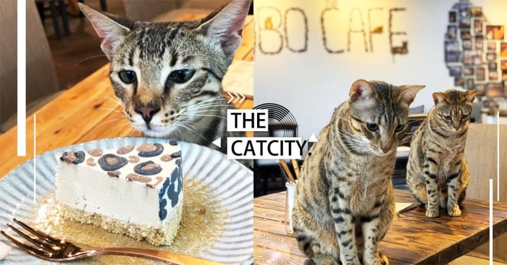 【台北】甜點是豹紋！深山絕美「豹貓咖啡館」超療癒，賞景、貓咪、點心都能一次滿足！