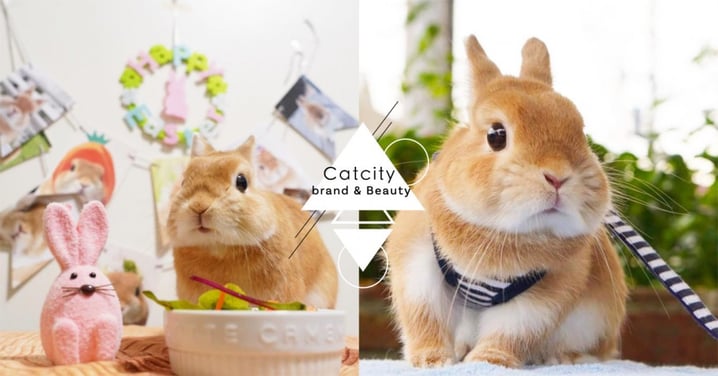 超萌兔兔療癒你！日本兔子最愛裝扮、跟奴才散步，肥嘟嘟臉頰根本超欠捏阿！