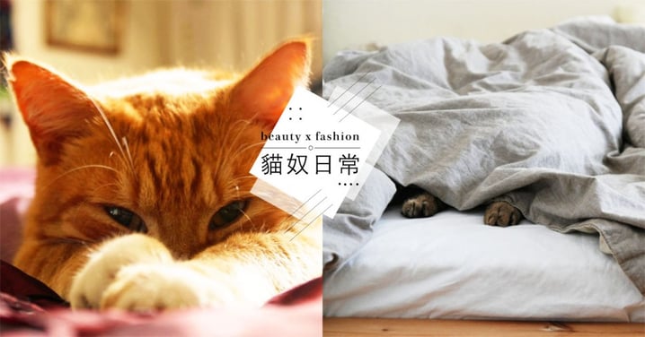 為什麼貓愛跟人睡覺？陸網友解析主要 4 種原因，網驚：居然是這樣，超感動！