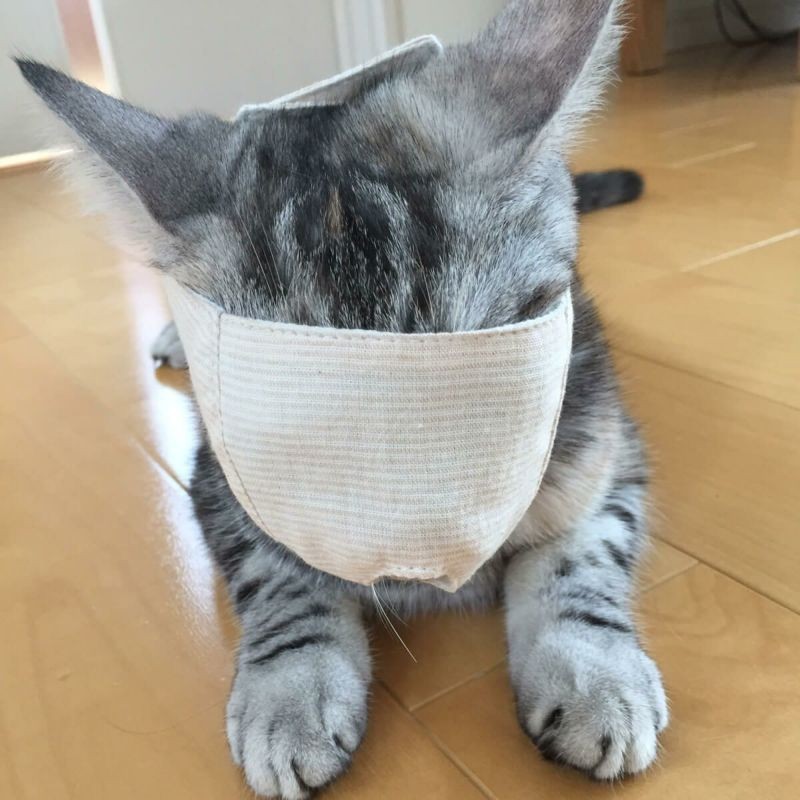 貓剪指甲防咬罩