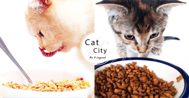 【貓飼料選擇】乾糧、濕食、生食比較！有何不同？哪種對貓最好？