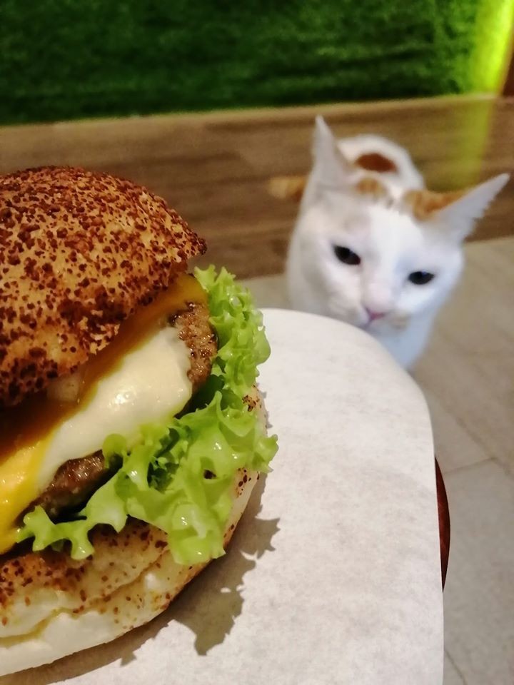DeMo House 戴莫好食屋 寵物友善餐廳