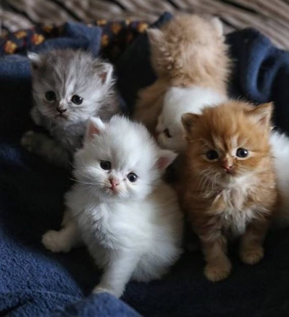 撿到小貓怎麼辦,奶貓