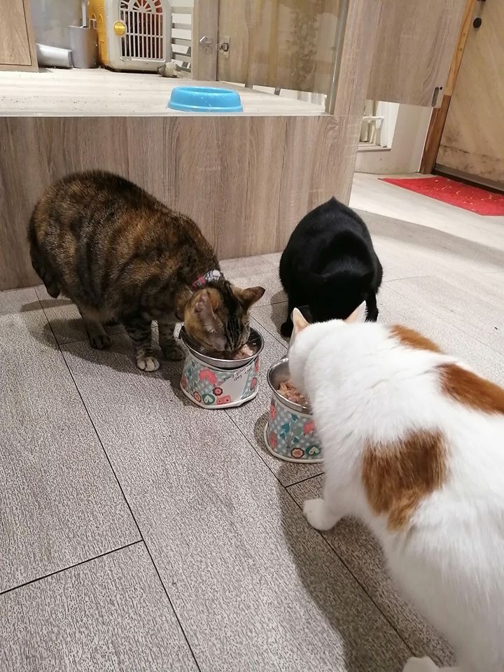 DeMo House 戴莫好食屋 寵物友善餐廳