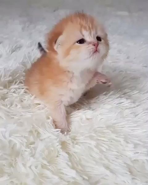 貓咪拉肚子原因