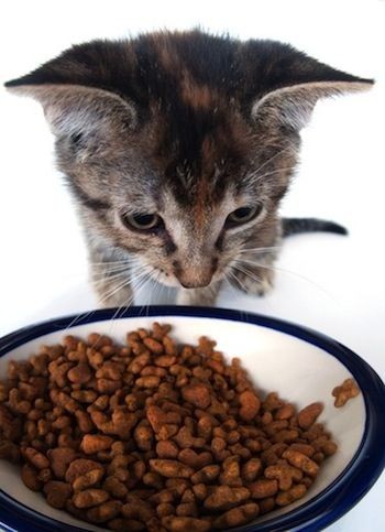 貓飼料比較