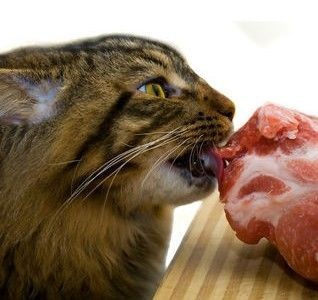 貓飼料比較