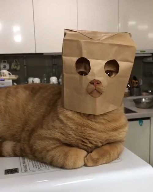 貓咪折手手