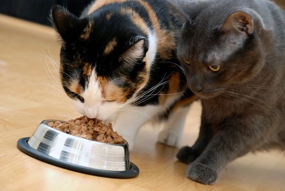 貓飼料比較