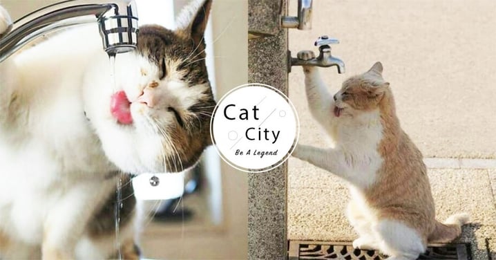 【貓咪喝水量】成貓一天喝多少水？一文教你計算每日所需水量！