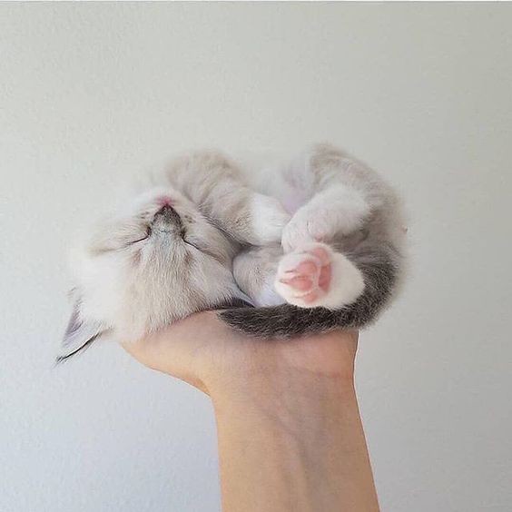 撿到小貓怎麼辦,奶貓